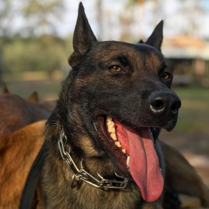 Read more about the article Protection Dog: What It Really Means to Have One—and How They Keep Your Family Safe